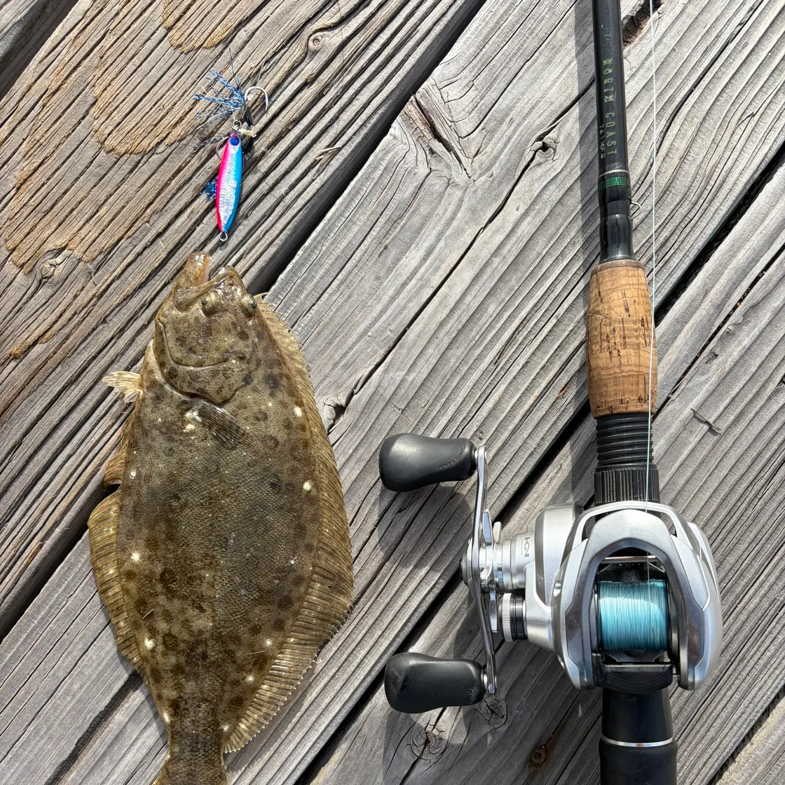 The most recent California halibut catches on Fishbrain