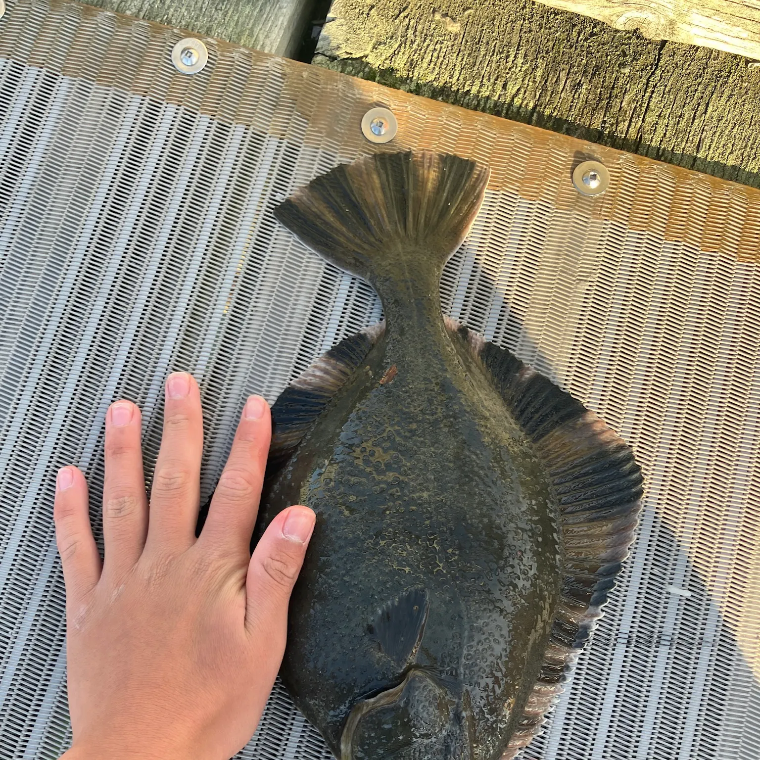 The most recent Starry flounder catches on Fishbrain