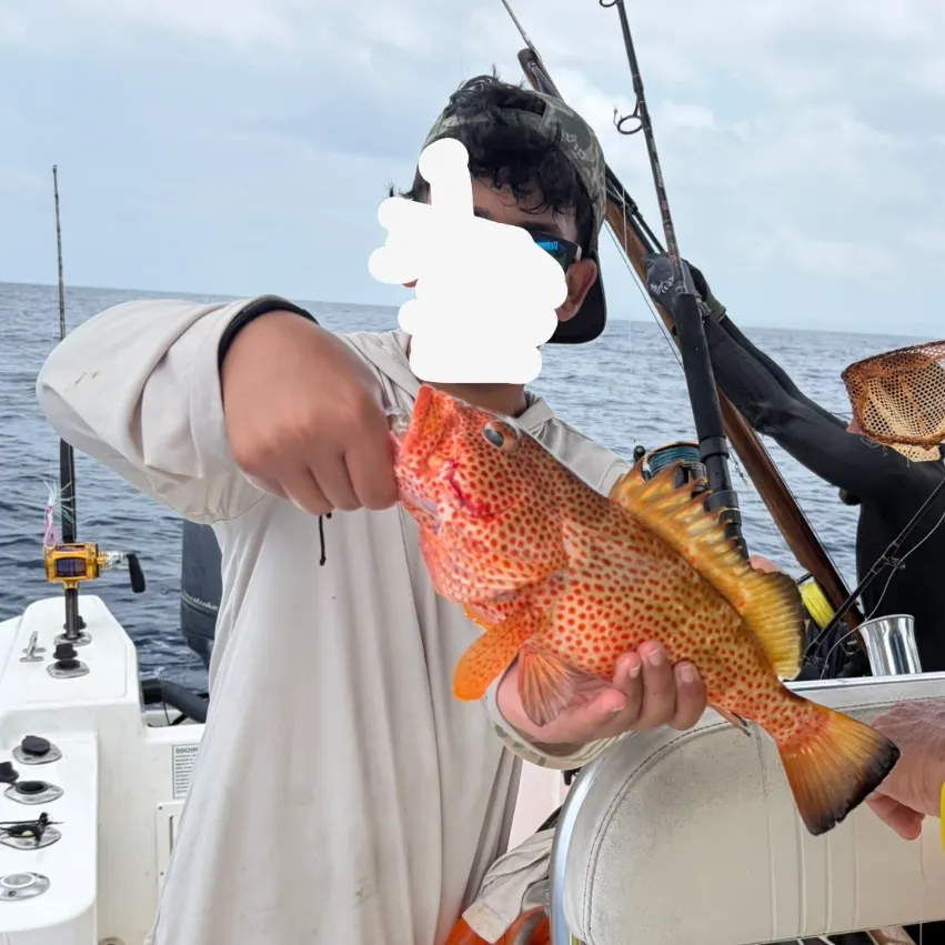 The most recent Red hind grouper catches on Fishbrain