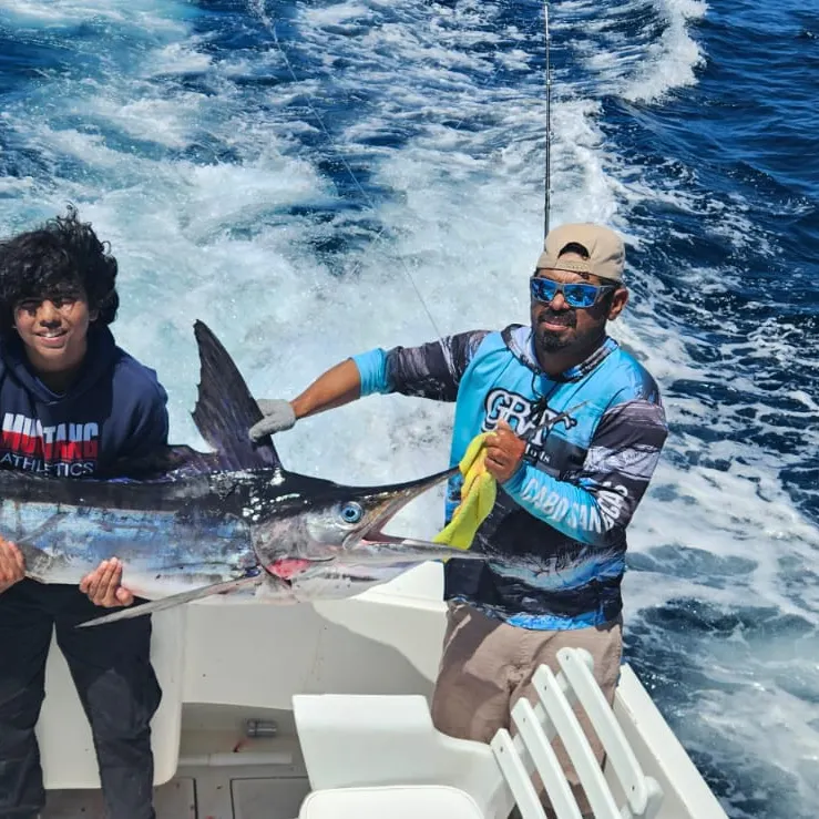 The most recent Black marlin catches on Fishbrain
