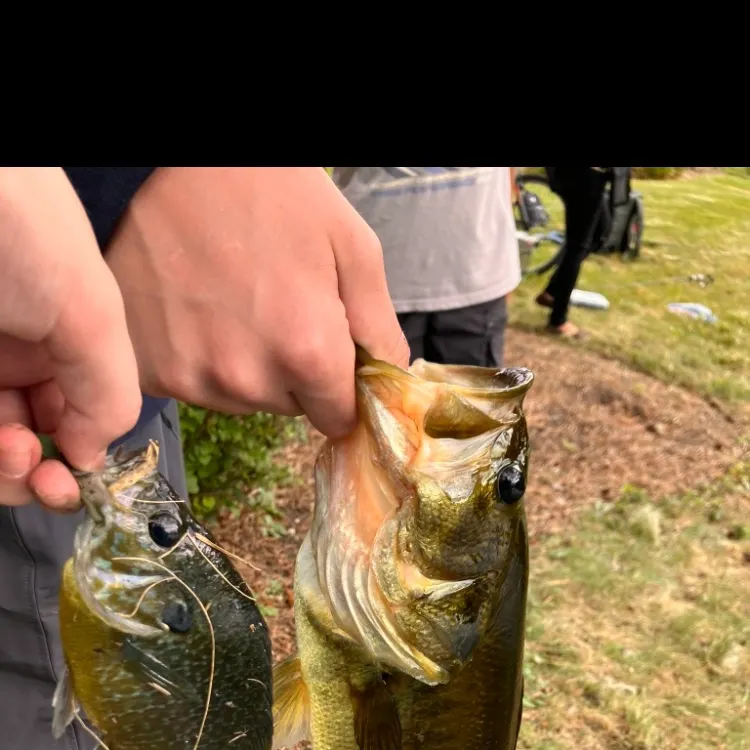 Greengill hybrid caught on Fishbrain