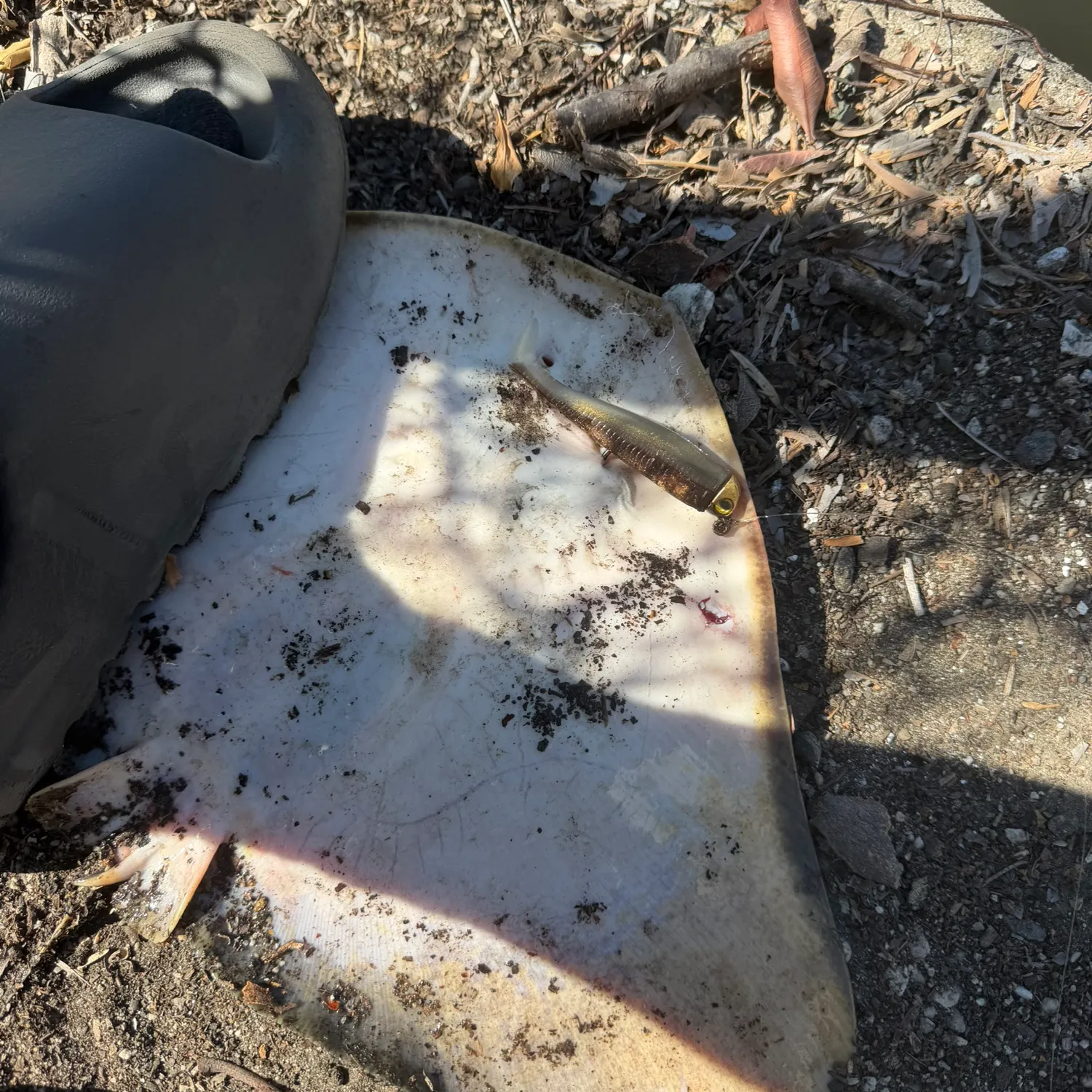 The most recent Spiny butterfly ray catches on Fishbrain