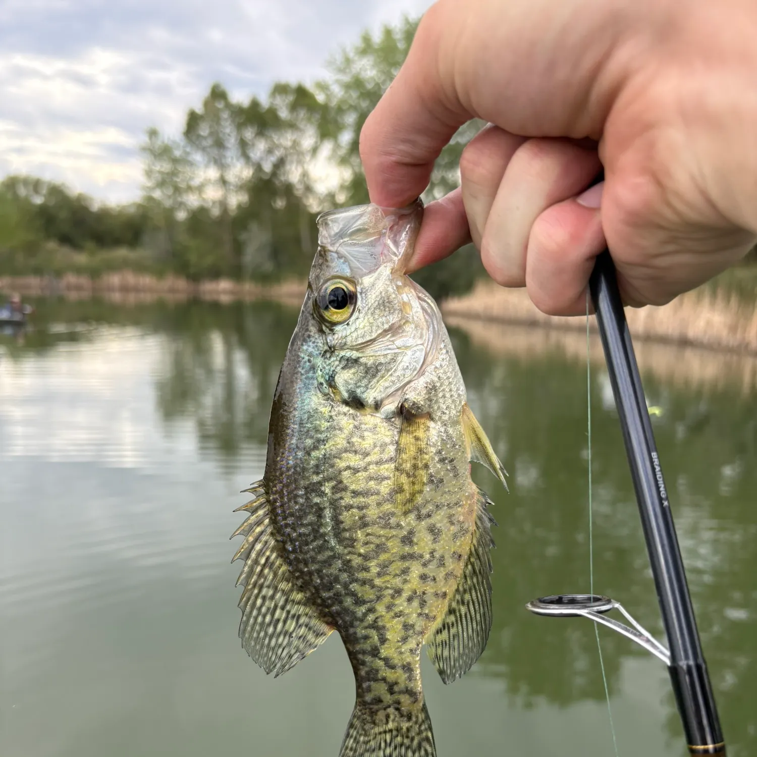 Black crappie caught on Fishbrain