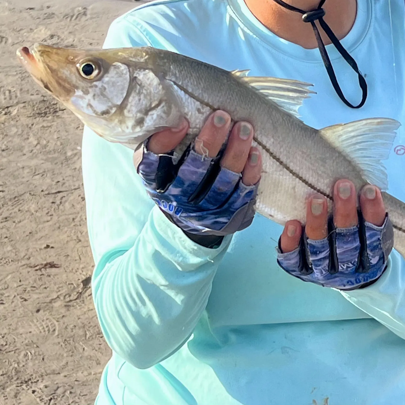 Common snook caught on Fishbrain