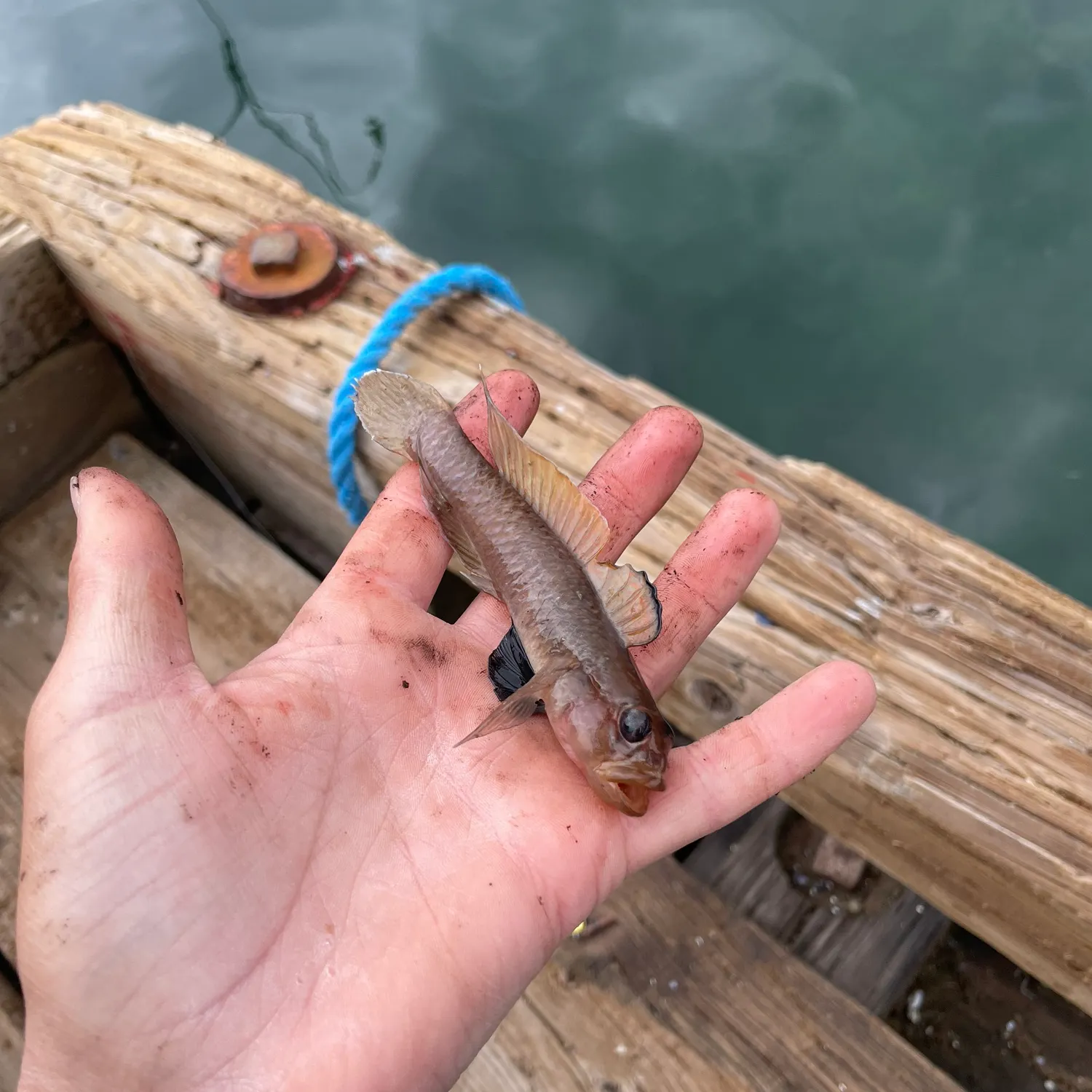 The most recent Blackeye goby catches on Fishbrain