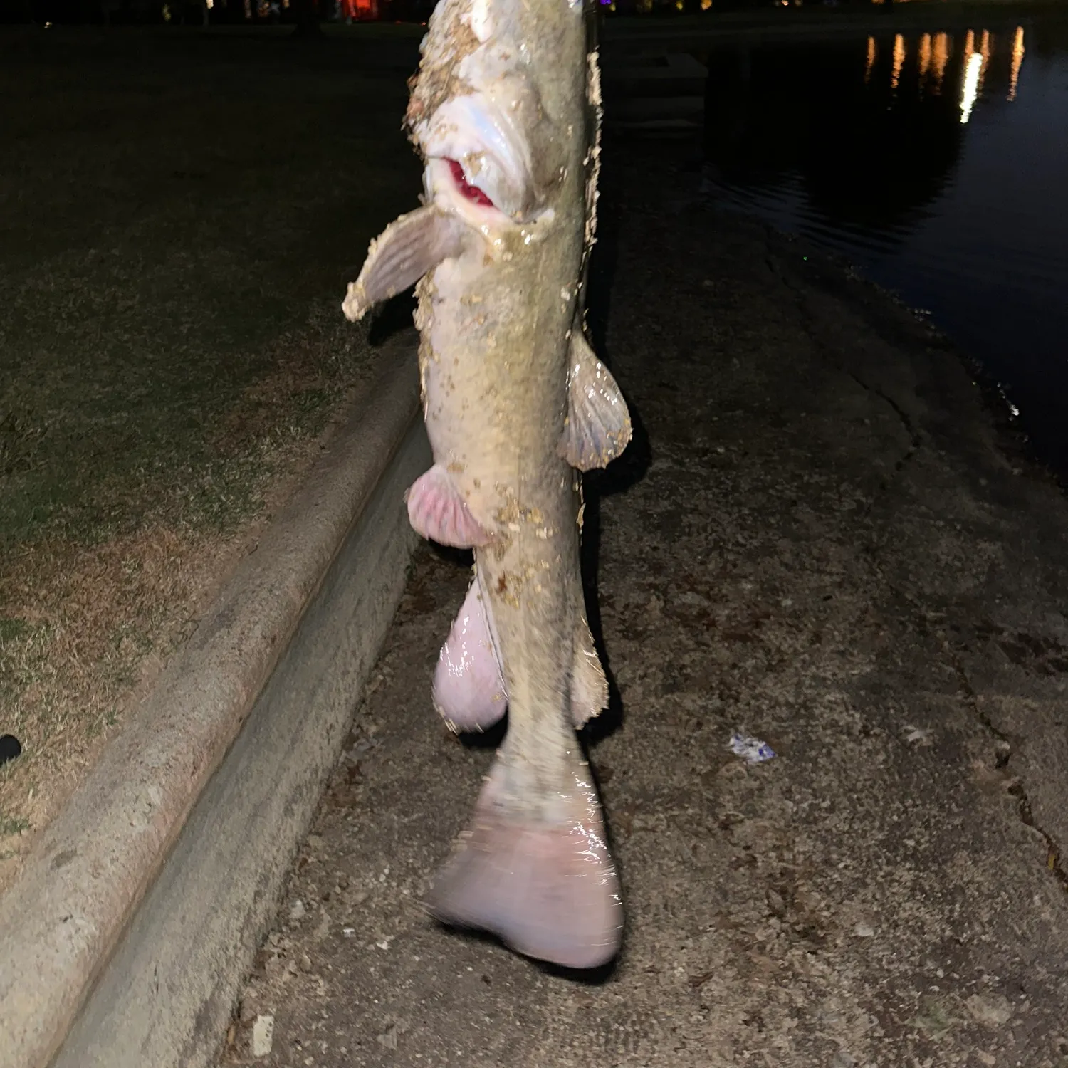 Flathead catfish caught on Fishbrain