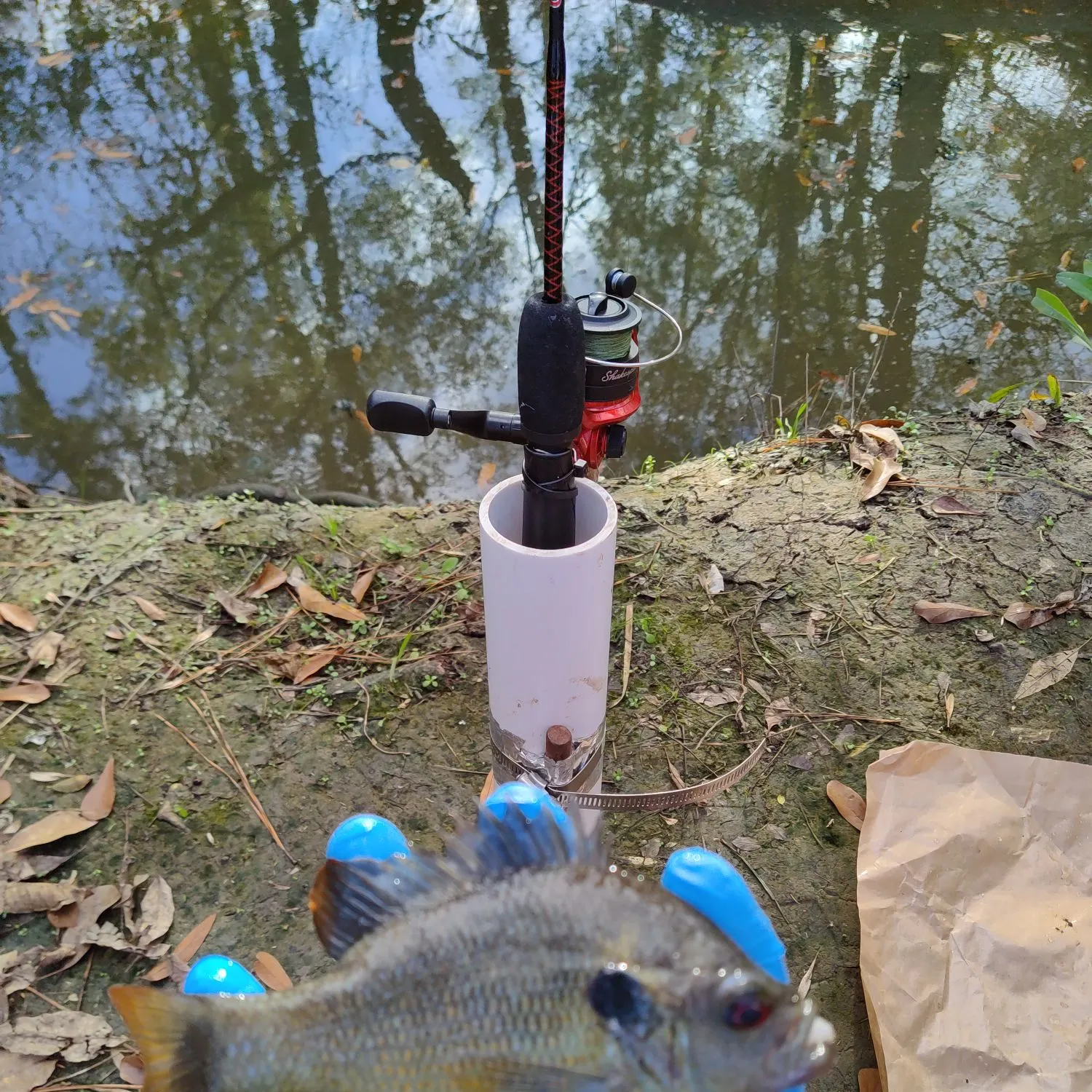 The most recent Redspotted sunfish catches on Fishbrain