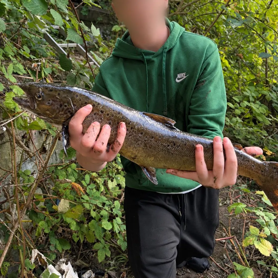 Atlantic salmon caught on Fishbrain