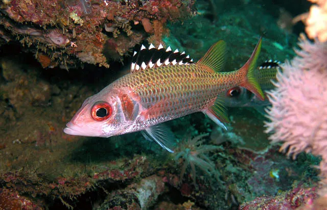 Blackfin squirrelfish