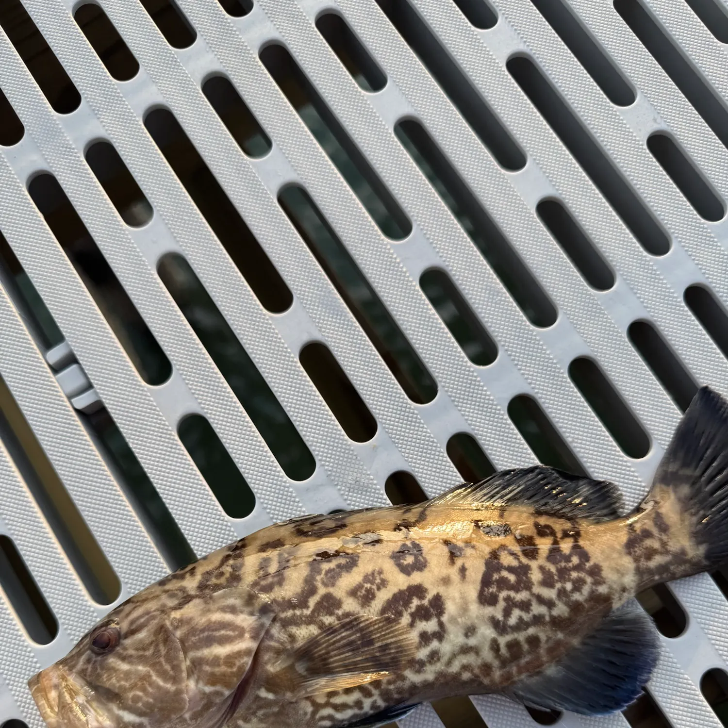 The most recent Gag grouper catches on Fishbrain