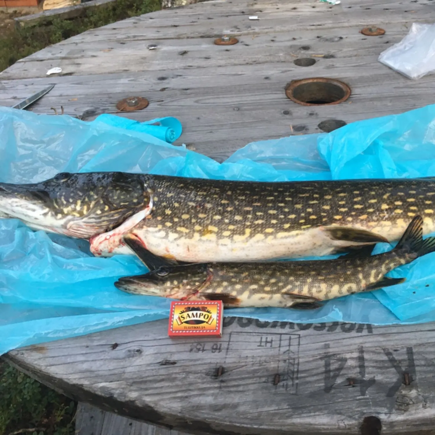 recently logged catches