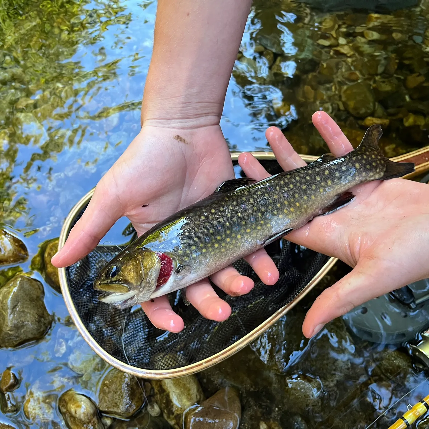 Brook trout caught on Fishbrain