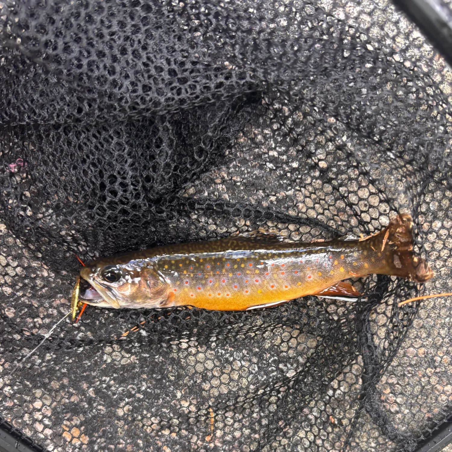 Brook trout caught on Fishbrain
