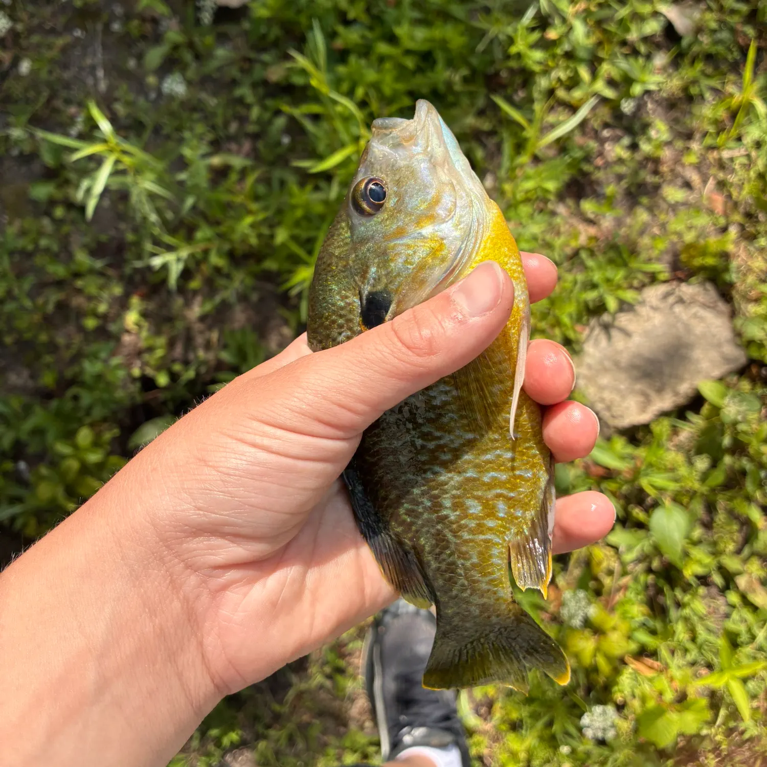 Green sunfish caught on Fishbrain