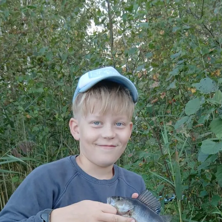 European perch caught on Fishbrain