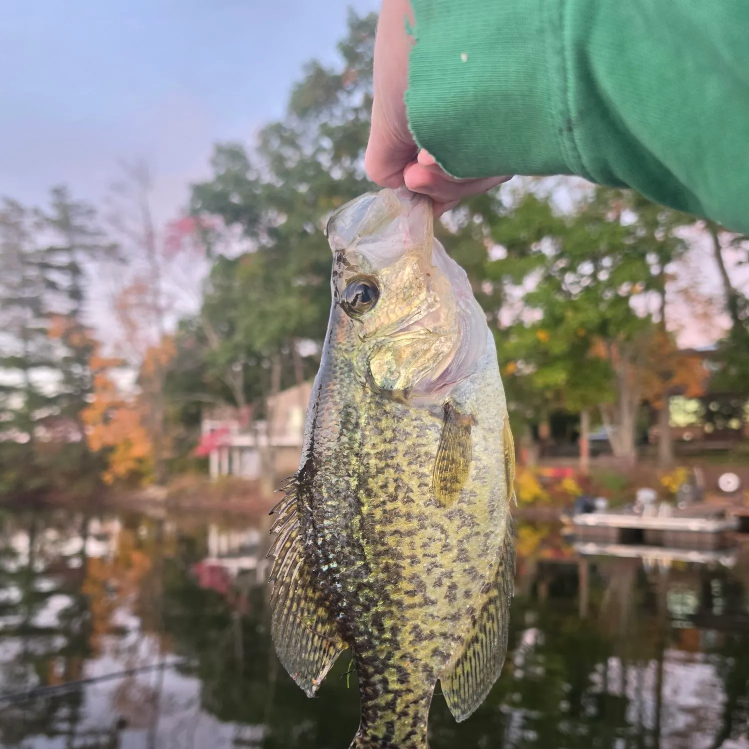 Black crappie caught on Fishbrain