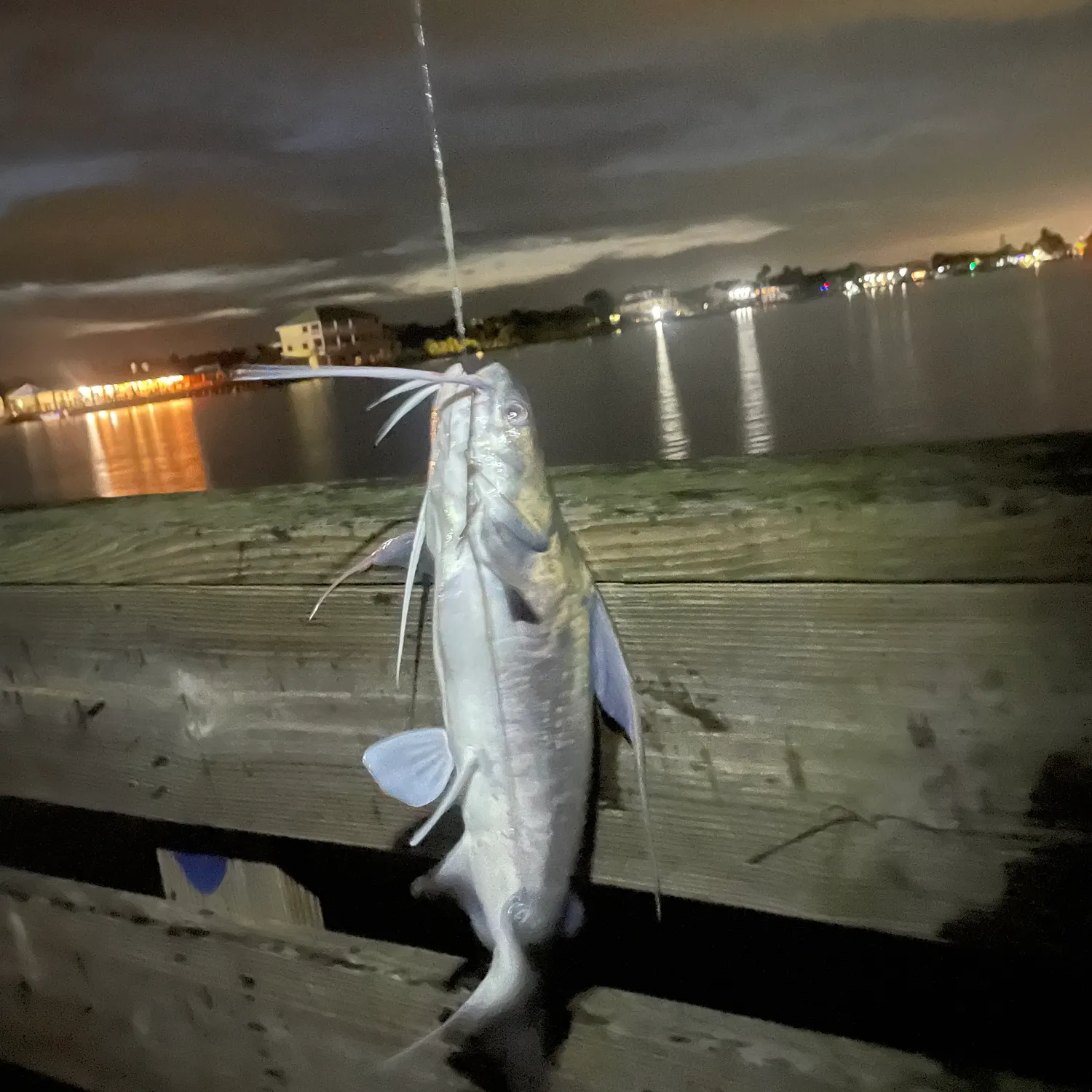 Gafftopsail sea catfish caught on Fishbrain