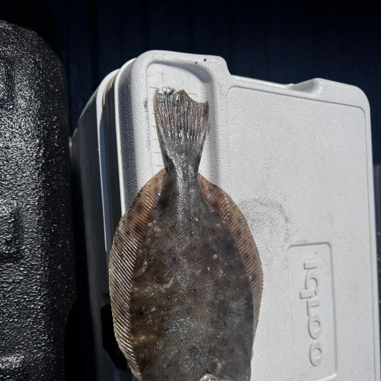 Southern flounder caught on Fishbrain