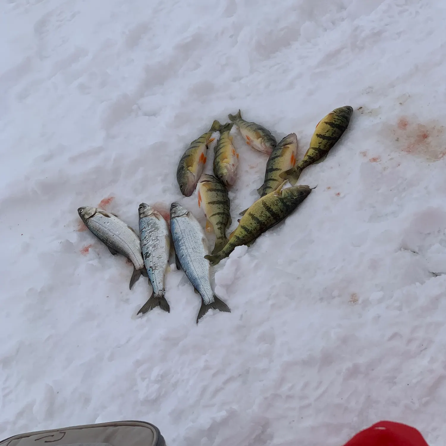 The most recent Northern cisco catches on Fishbrain