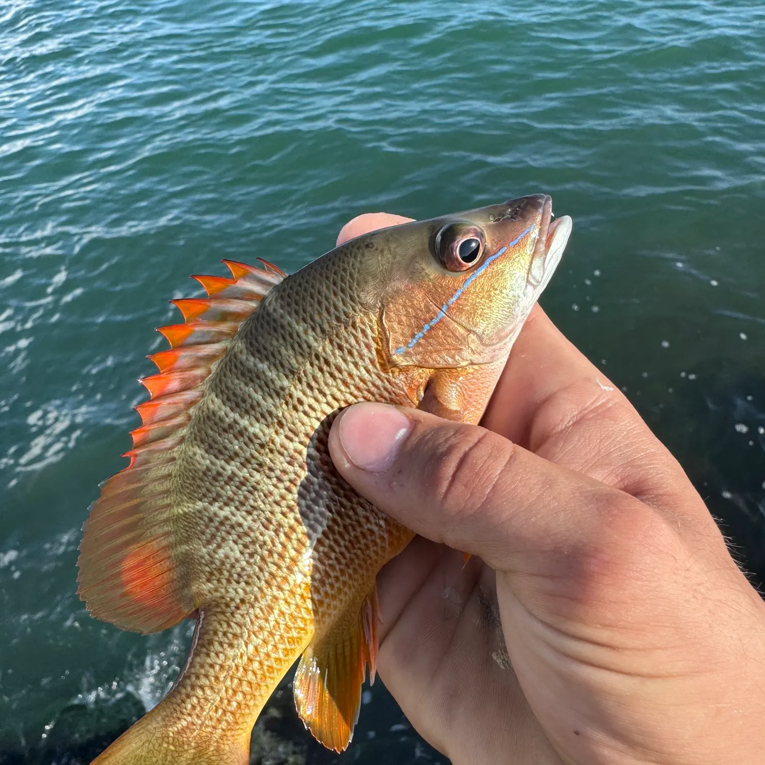 most liked catch image