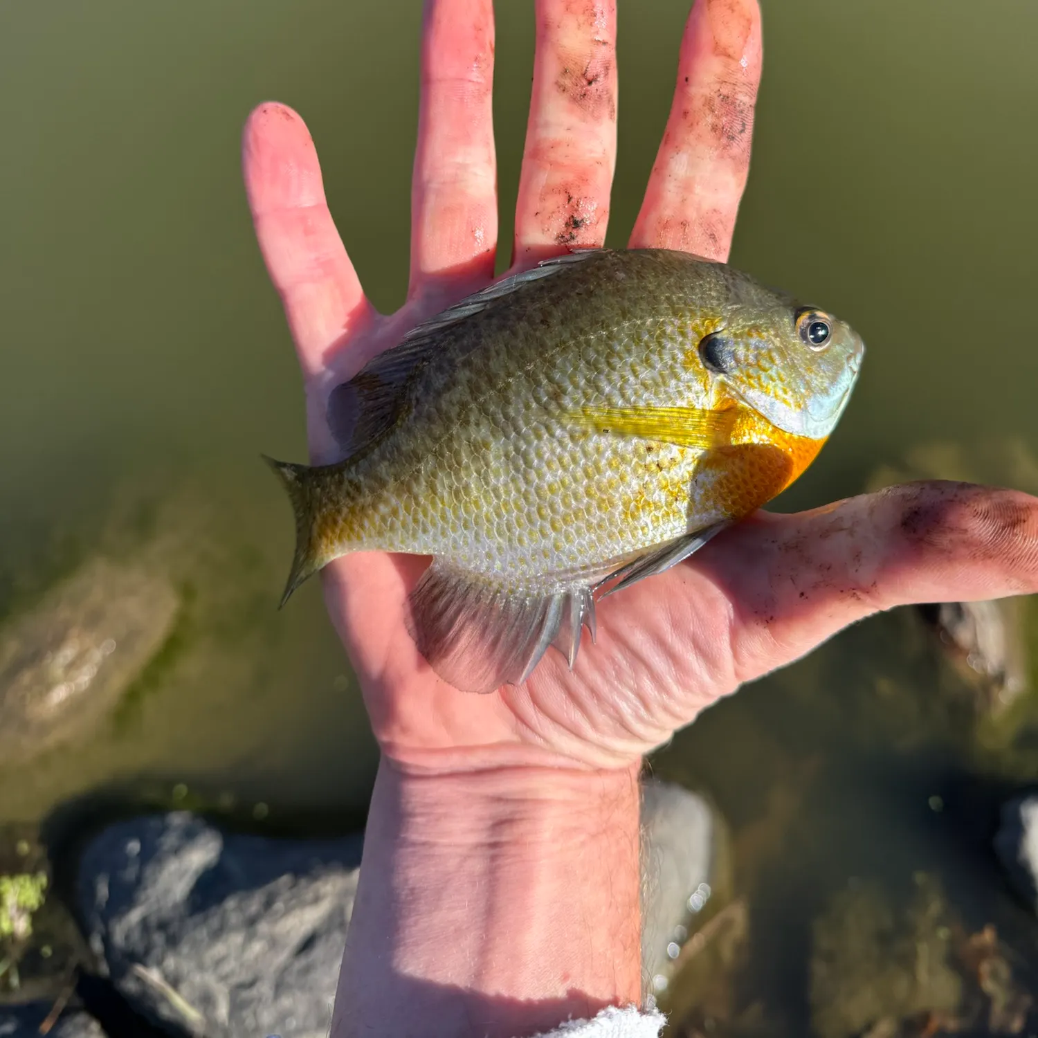 Bluegill caught on Fishbrain