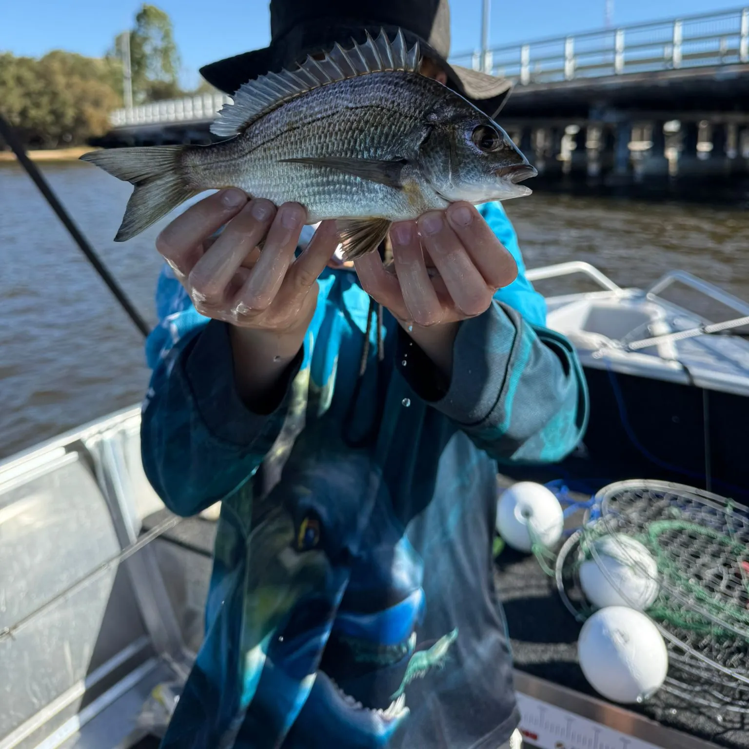 The most recent Southern black bream catches on Fishbrain