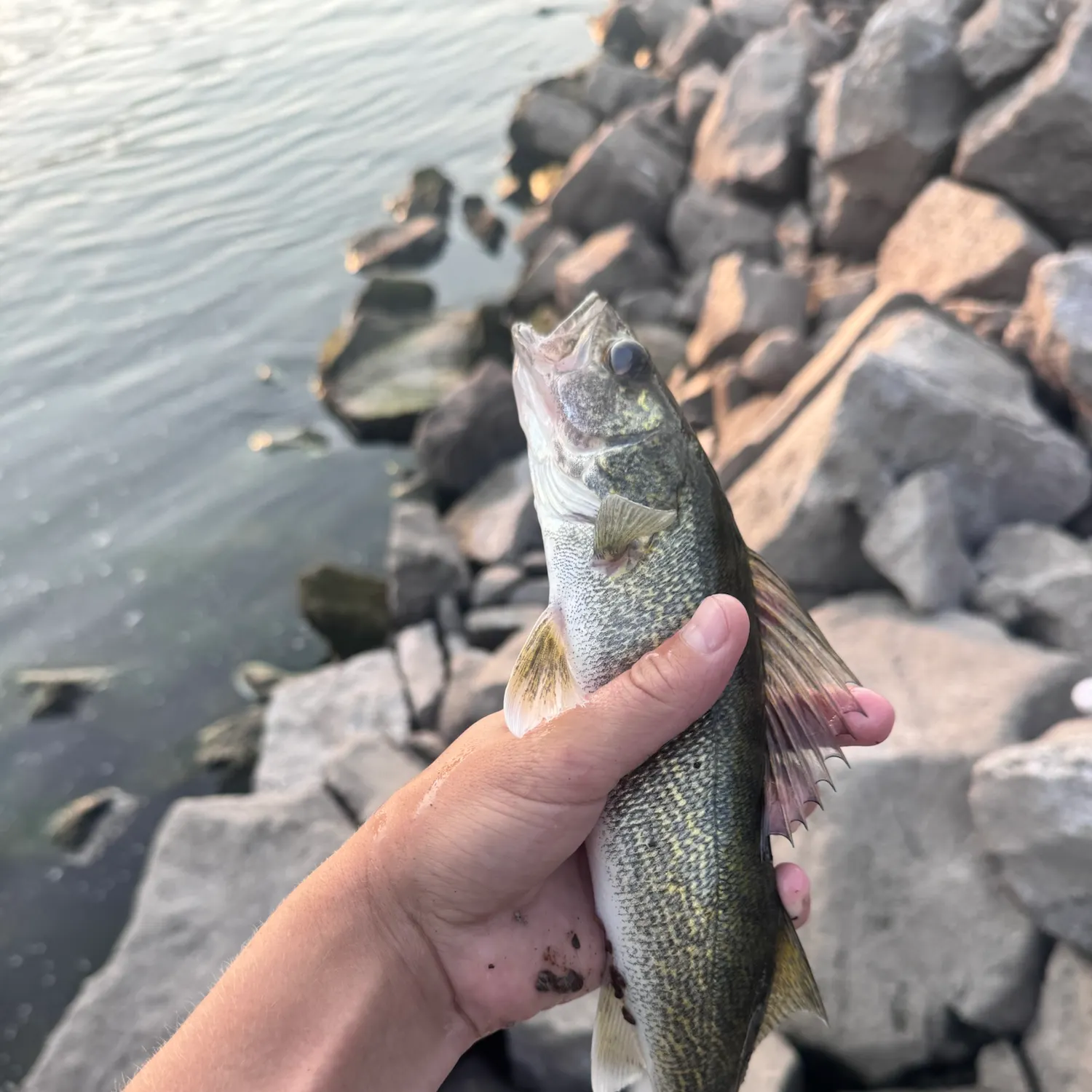 Walleye caught on Fishbrain