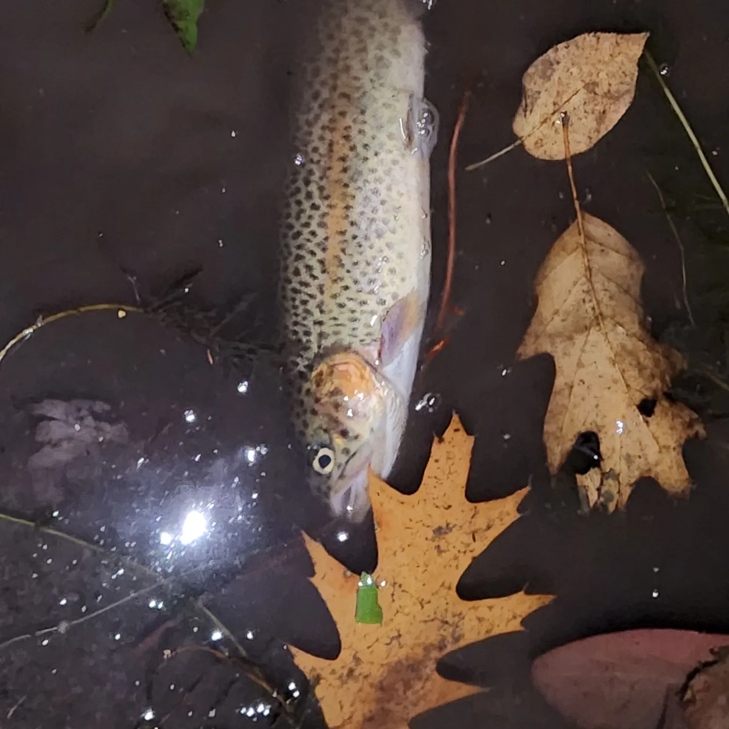 Rainbow trout caught on Fishbrain