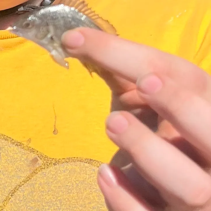 Surf bream caught on Fishbrain