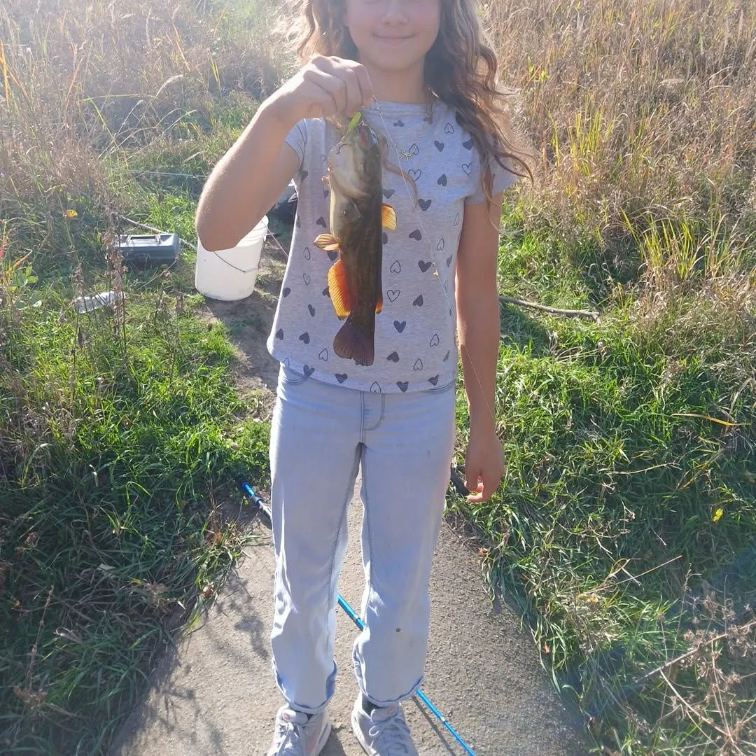Black bullhead caught on Fishbrain