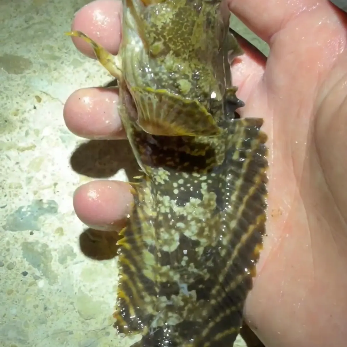 Gulf toadfish caught on Fishbrain
