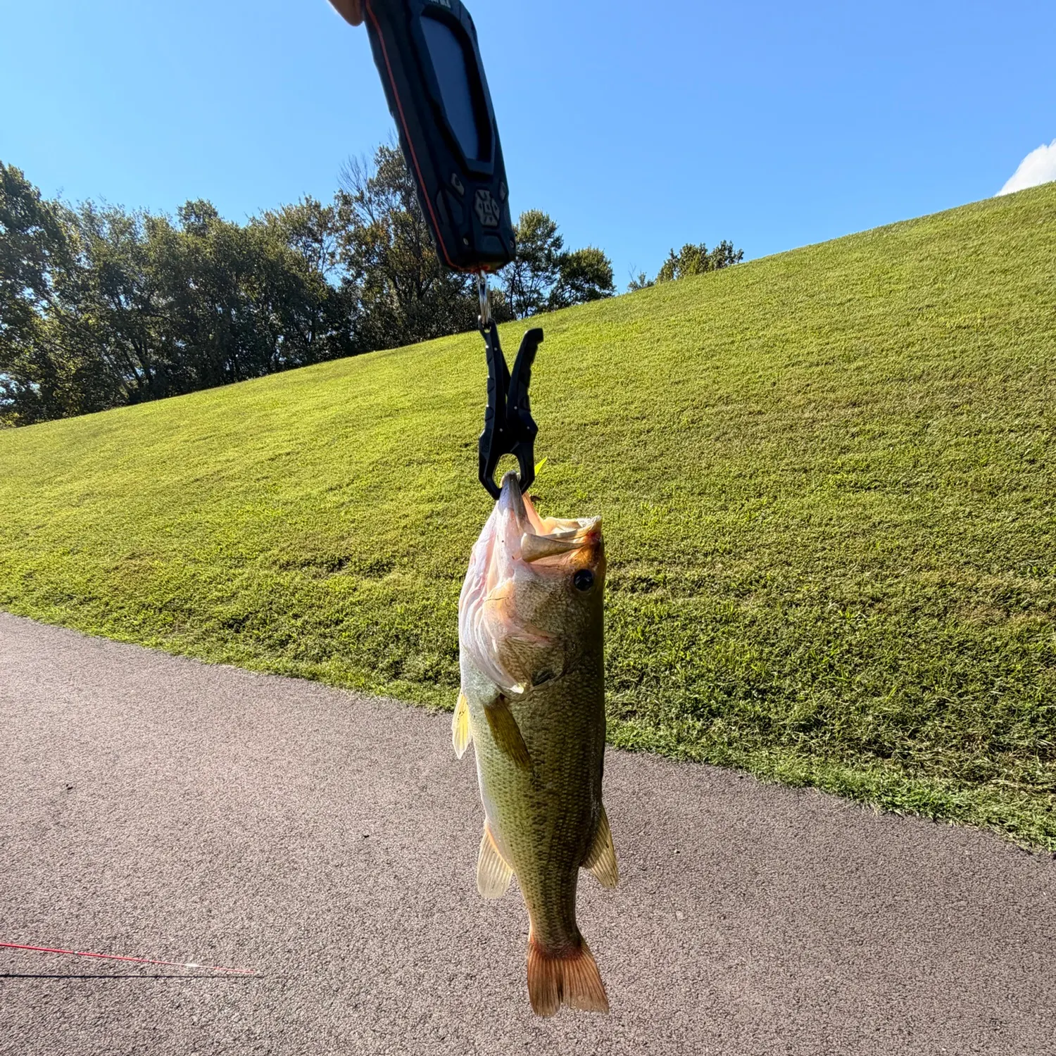 Largemouth bass caught on Fishbrain