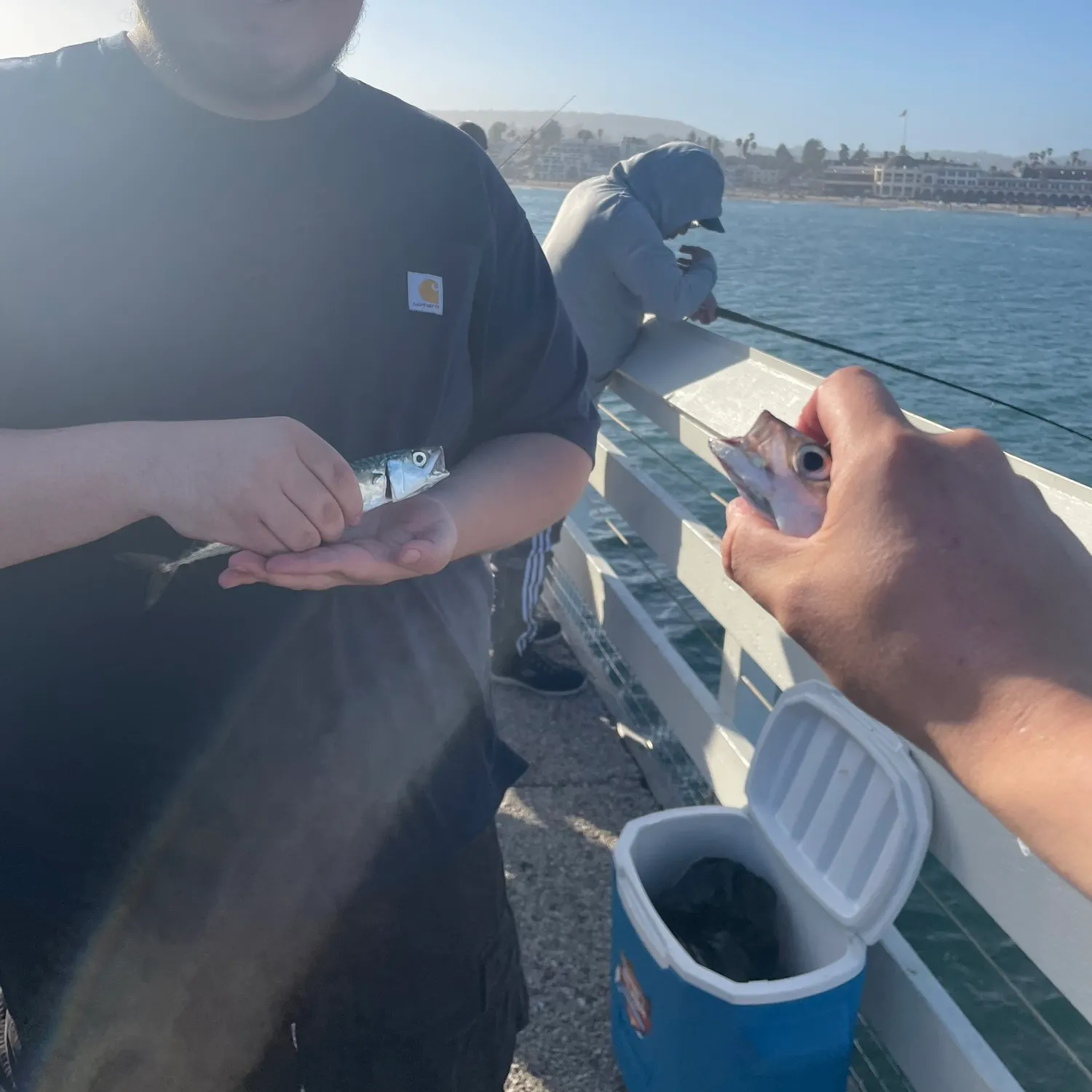 The most recent Pacific chub mackerel catches on Fishbrain