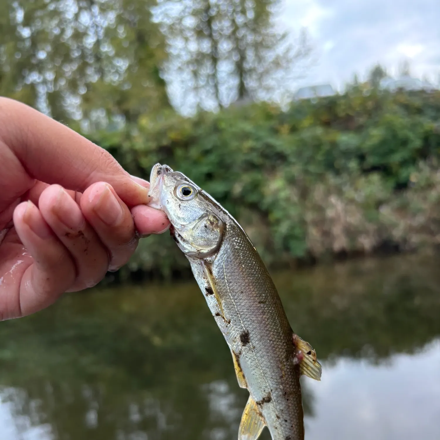 Northern pikeminnow caught on Fishbrain
