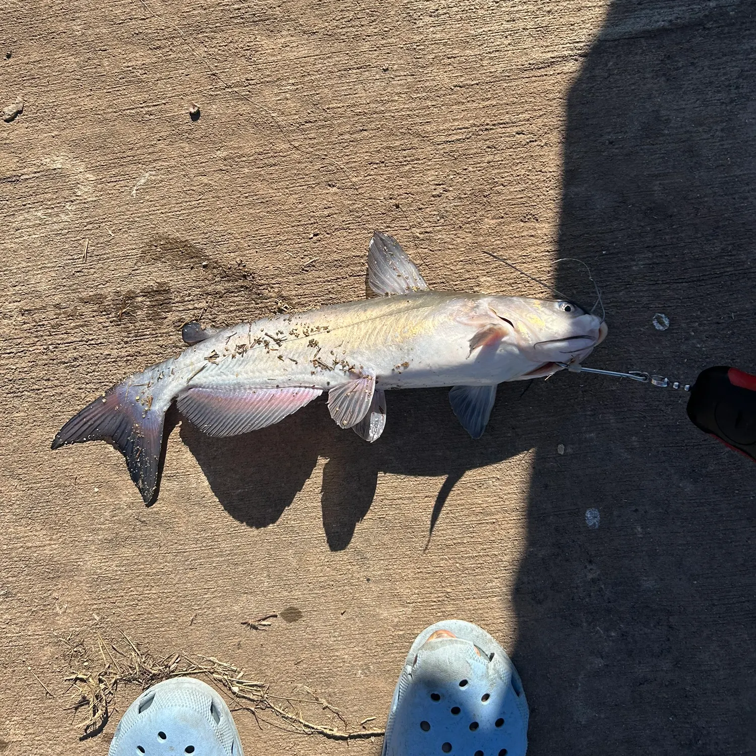 The most recent Channel catfish catches on Fishbrain
