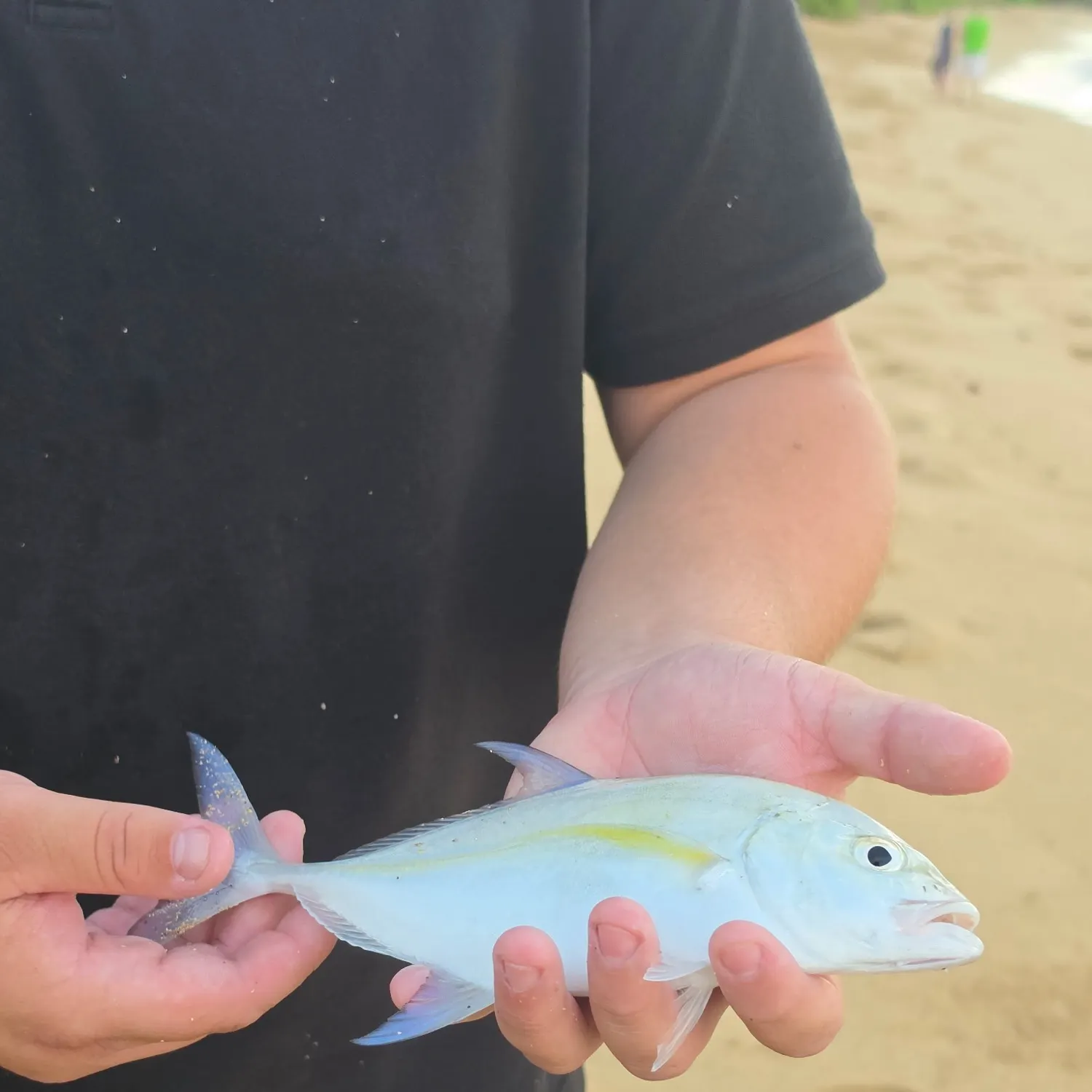 Bluefin trevally caught on Fishbrain