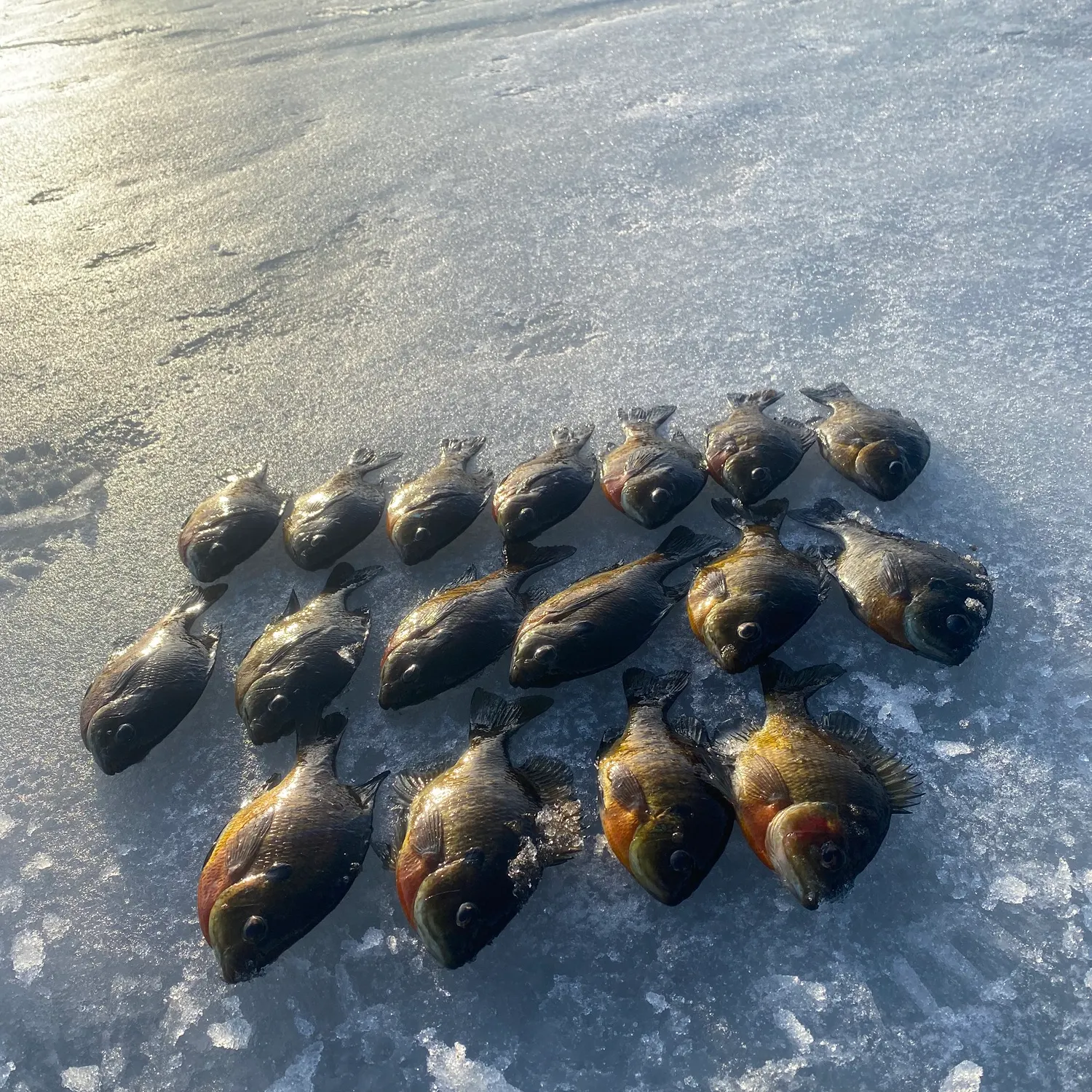 recently logged catches