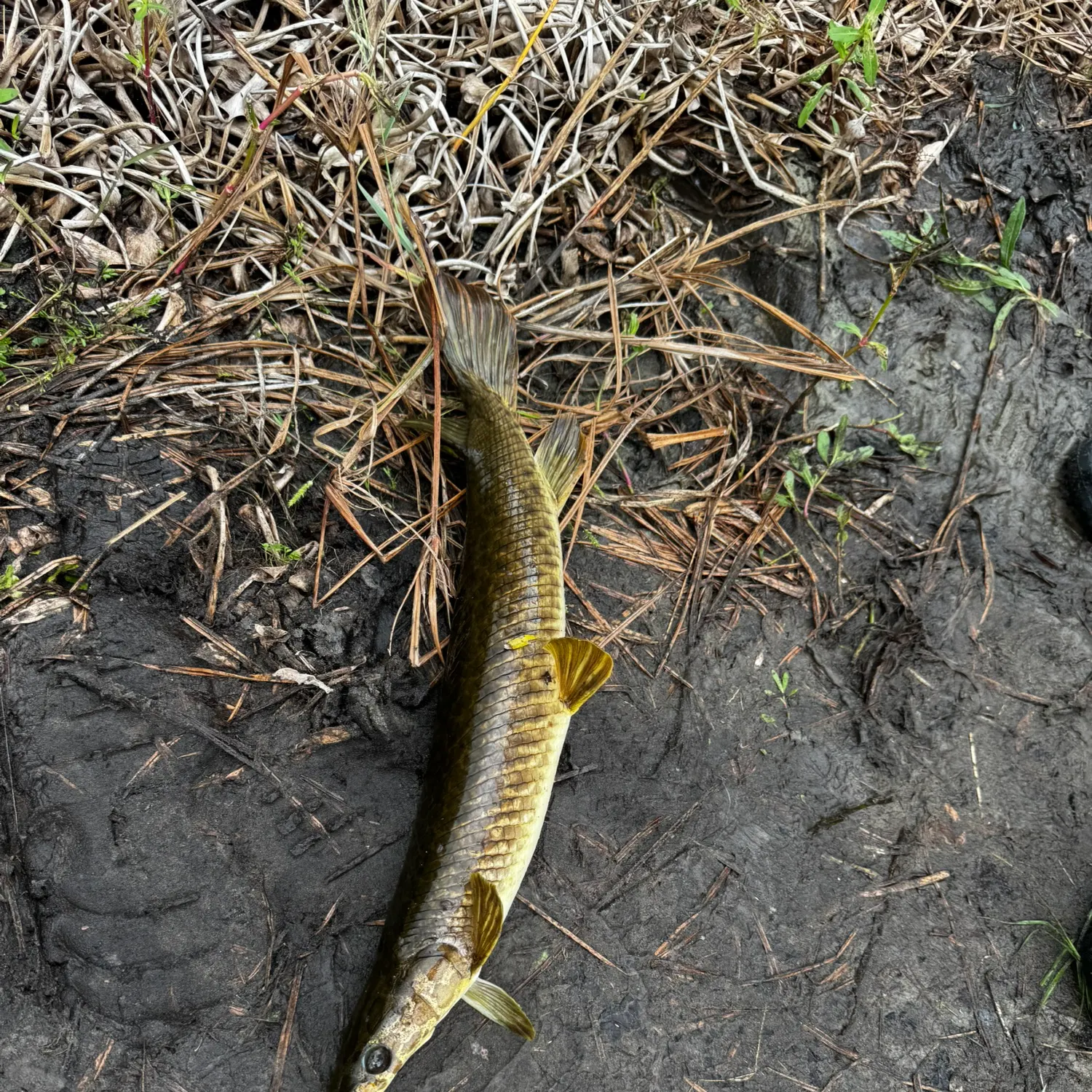Spotted gar caught on Fishbrain