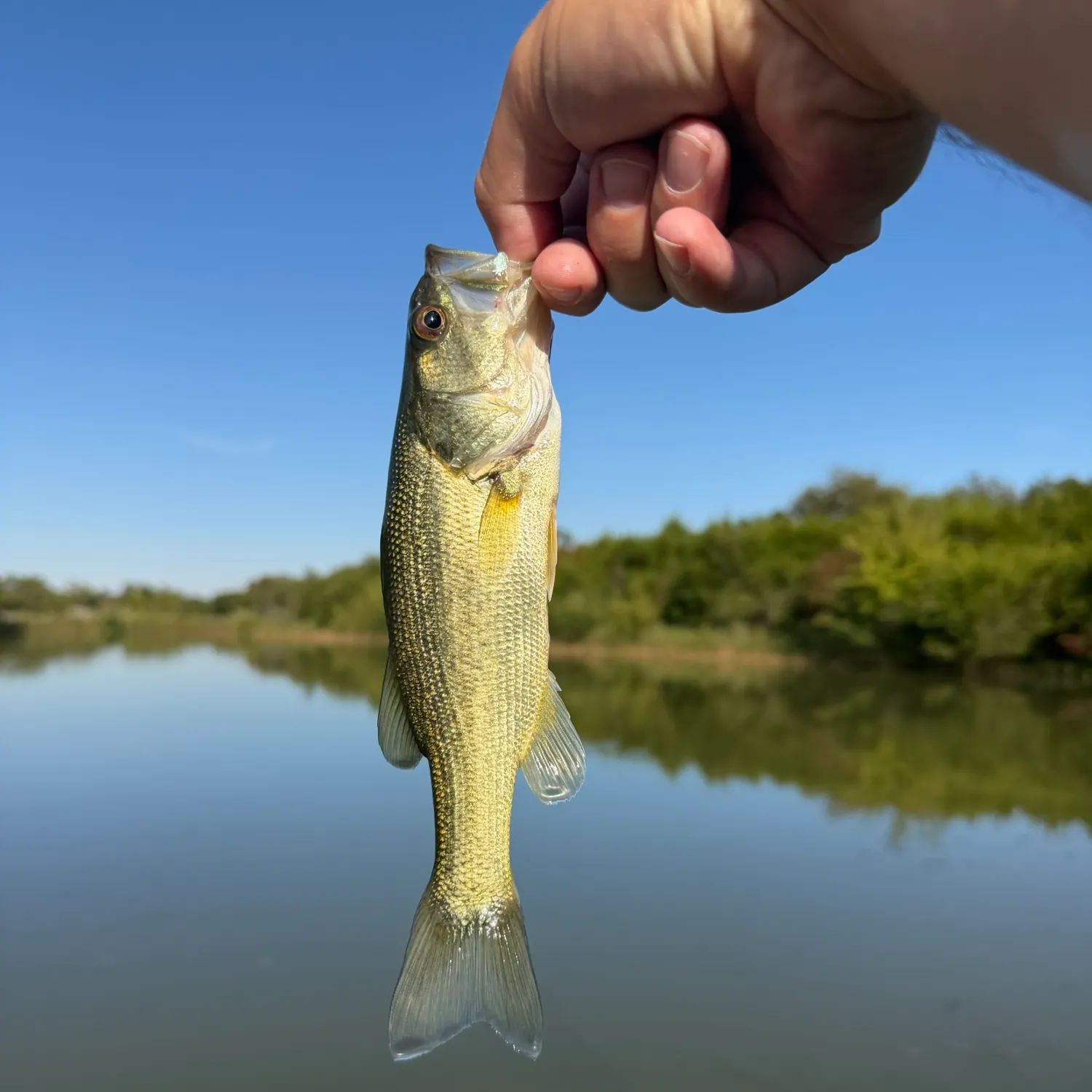 Largemouth bass caught on Fishbrain