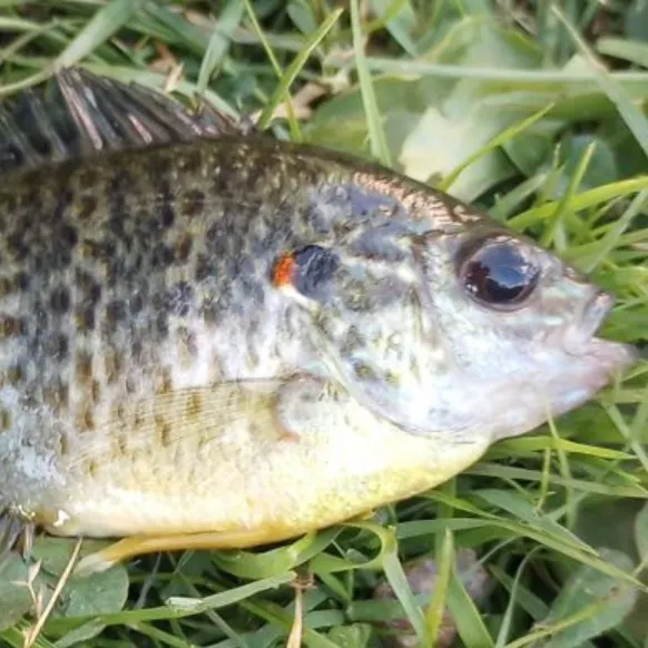 Pumpkinseed caught on Fishbrain