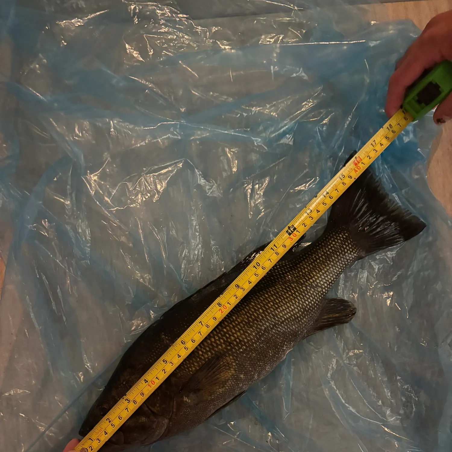 Smallmouth bass caught on Fishbrain