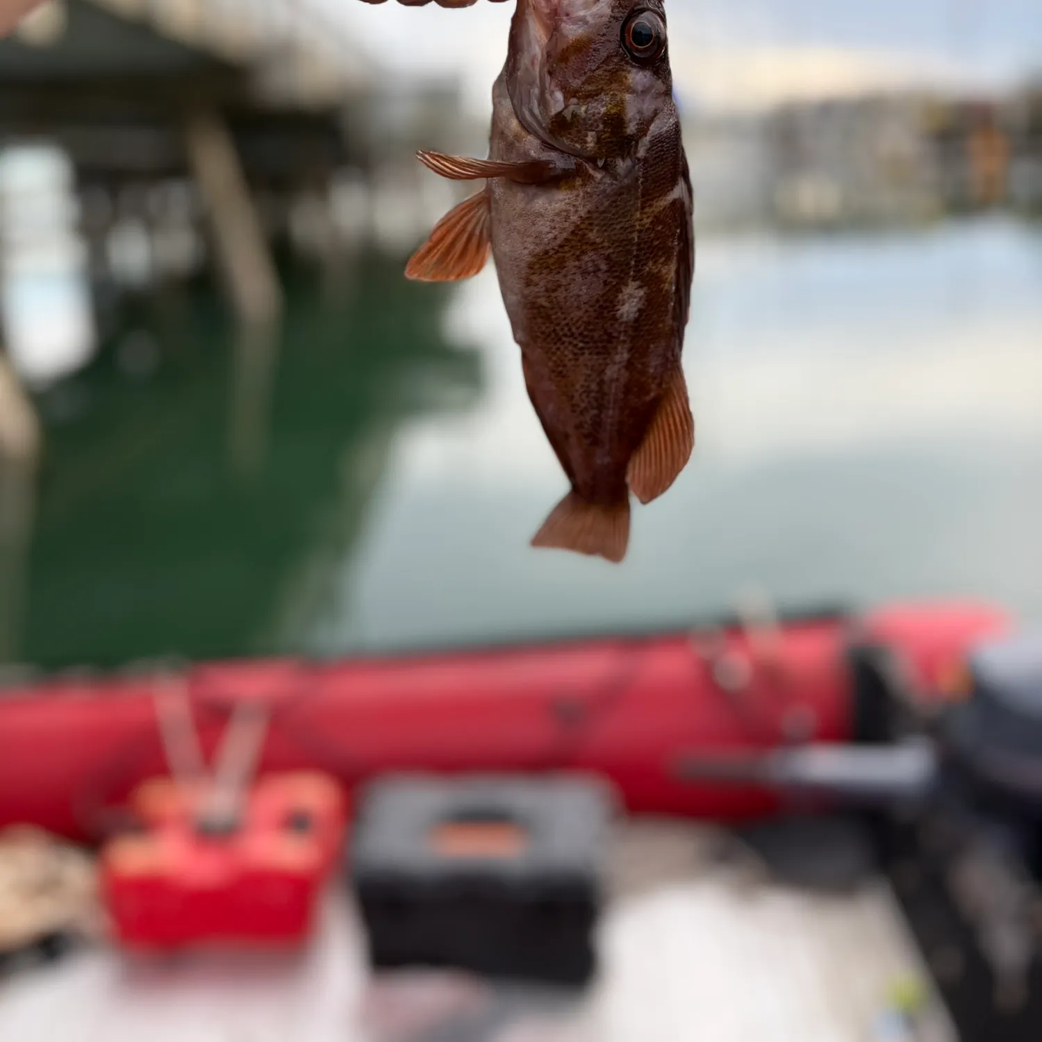 The most recent Copper rockfish catches on Fishbrain