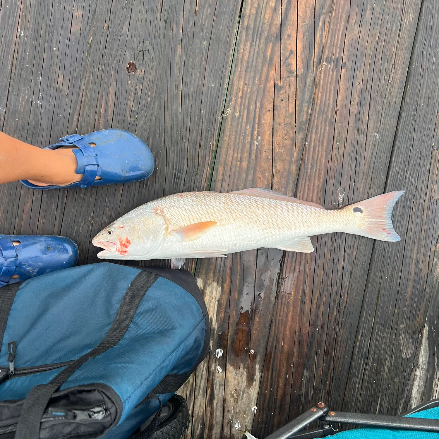 Red drum caught on Fishbrain