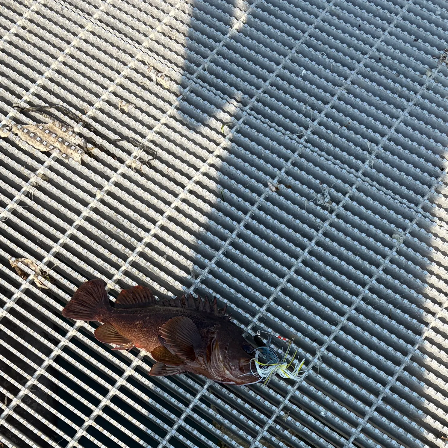 Brown rockfish caught on Fishbrain