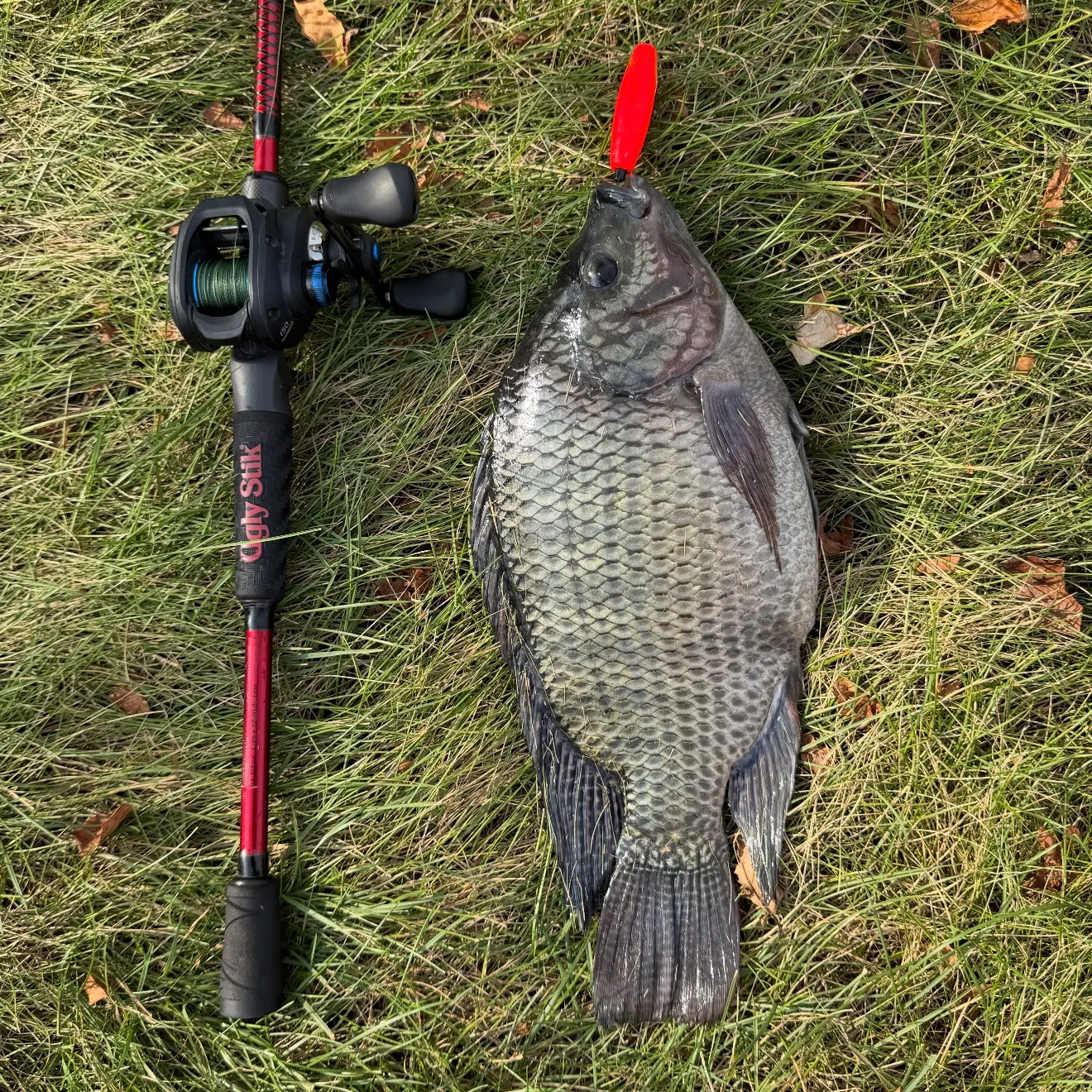 Nile tilapia caught on Fishbrain