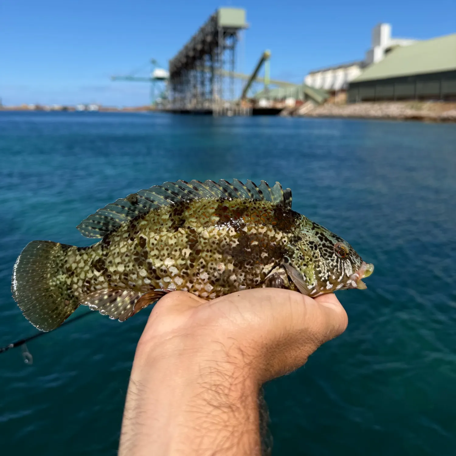 Brownspotted wrasse caught on Fishbrain