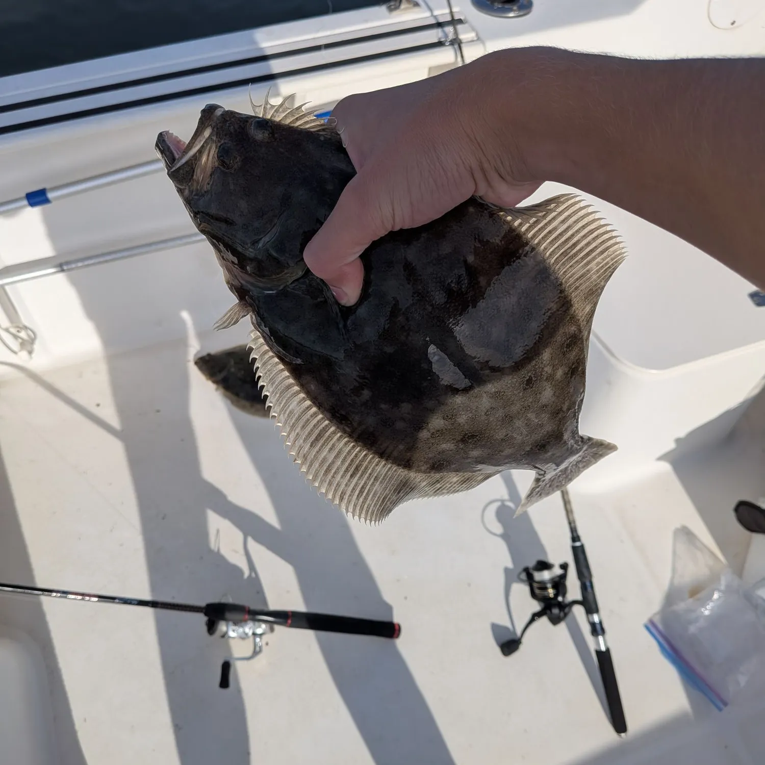 Summer flounder caught on Fishbrain