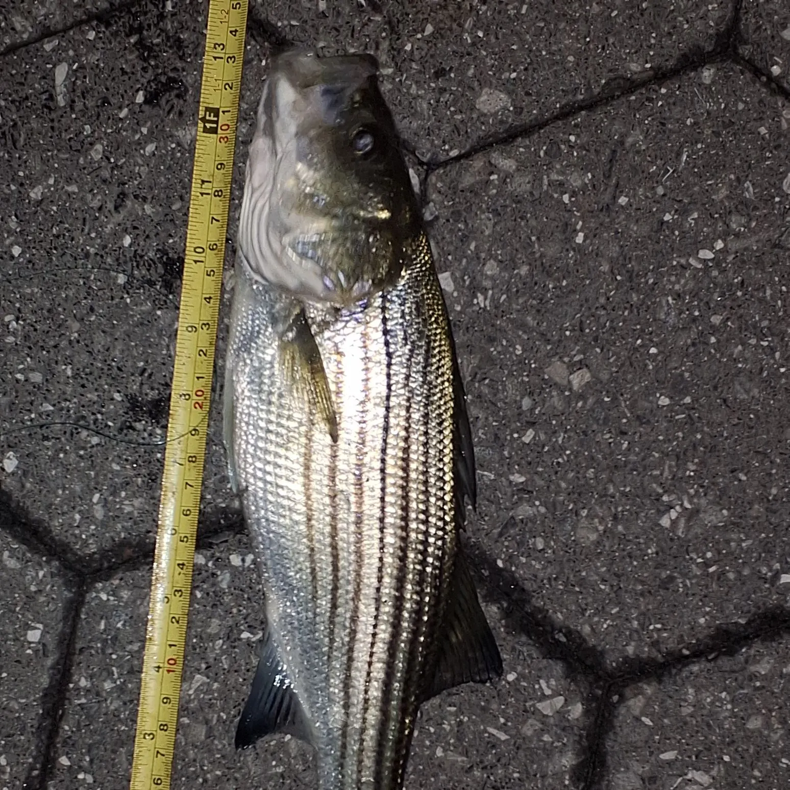 Striped bass caught on Fishbrain
