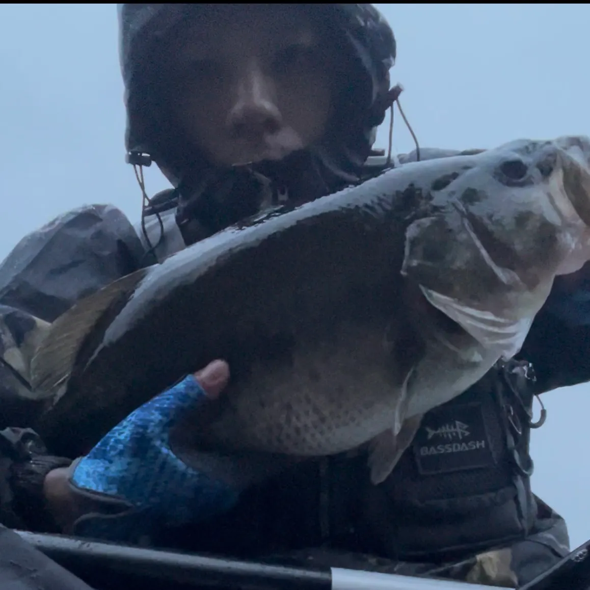 The most recent Largemouth bass catches on Fishbrain