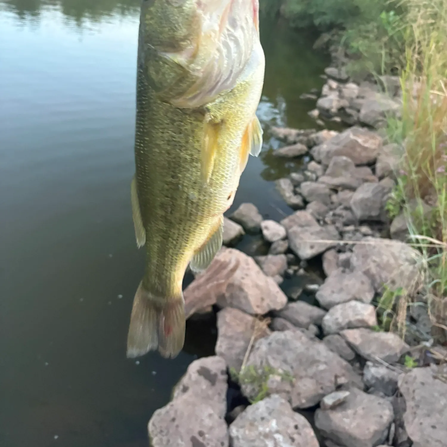Largemouth bass caught on Fishbrain